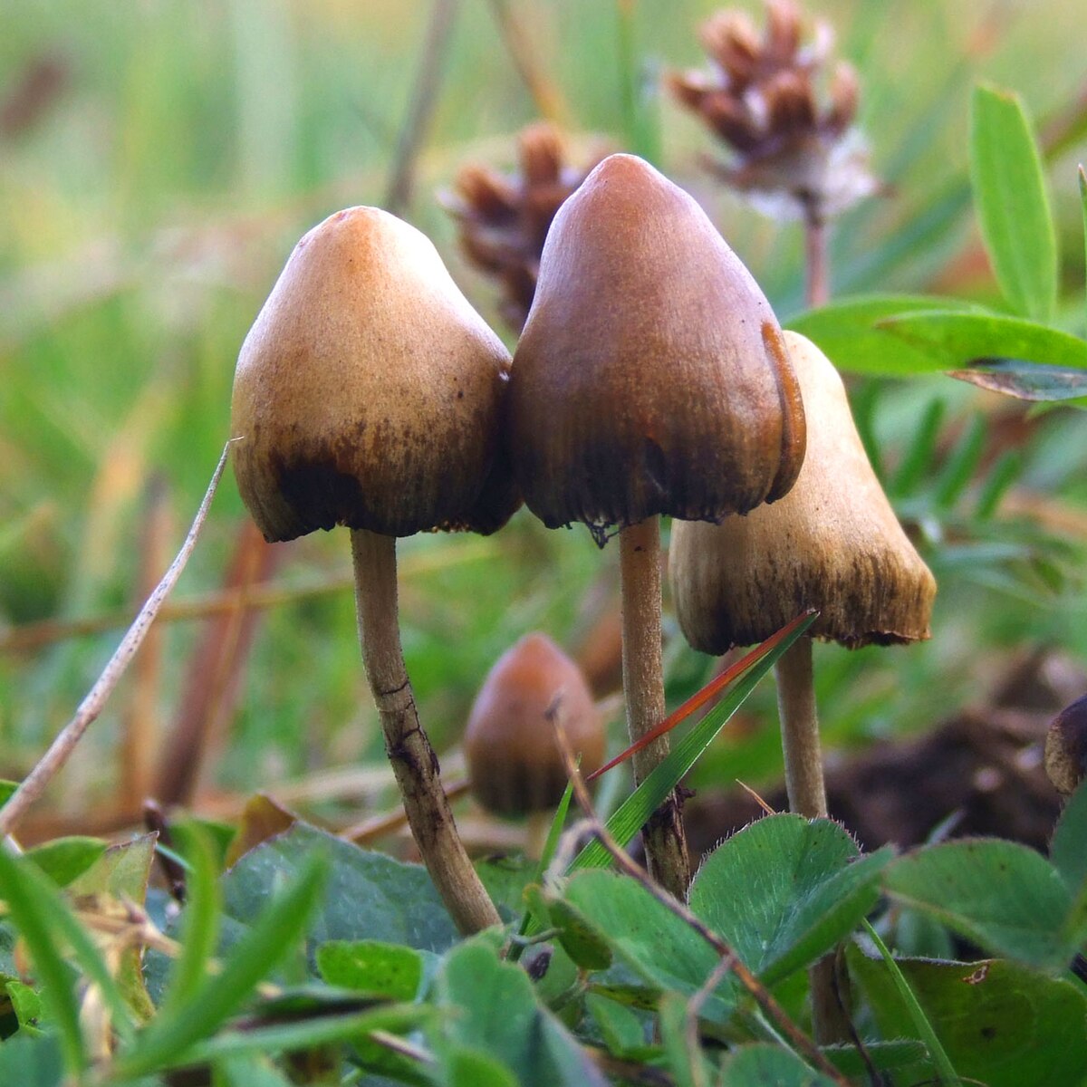 psychédéliques