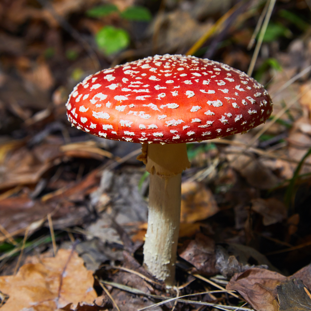 psychédéliques délirogènes