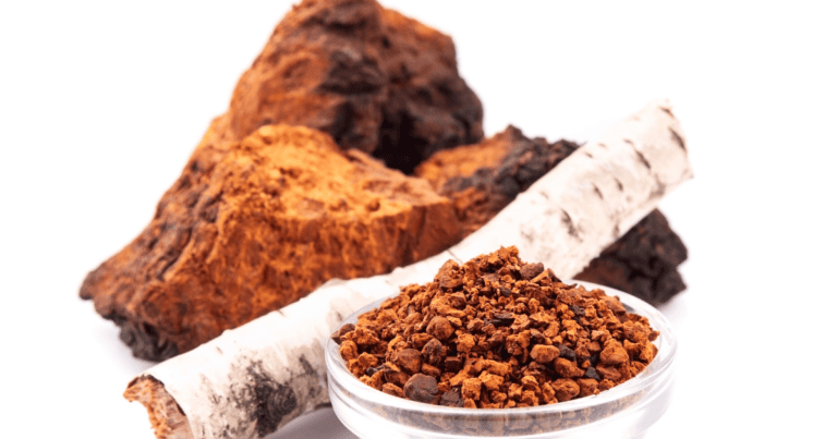 Champignons médicinaux - Chaga