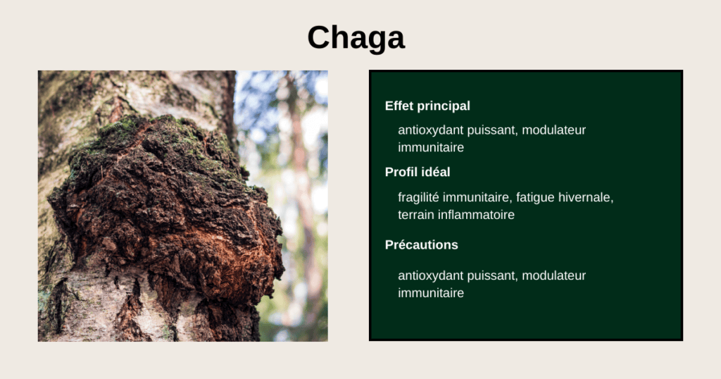 bénéfices du Chaga