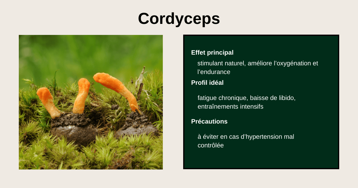 bénéfices du Cordyceps