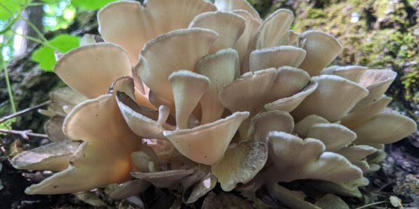 Photographie représentant des champignons Maitake
