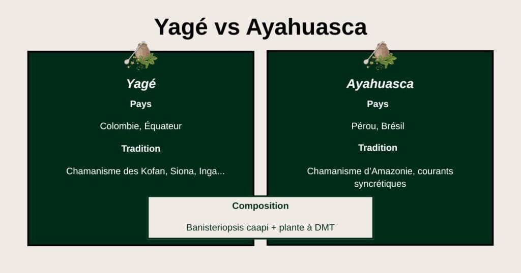 Infographie comparative Yagé vs Ayahuasca : composition, effets, traditions, légalité. Un aperçu clair pour comprendre ces plantes visionnaires amazoniennes.