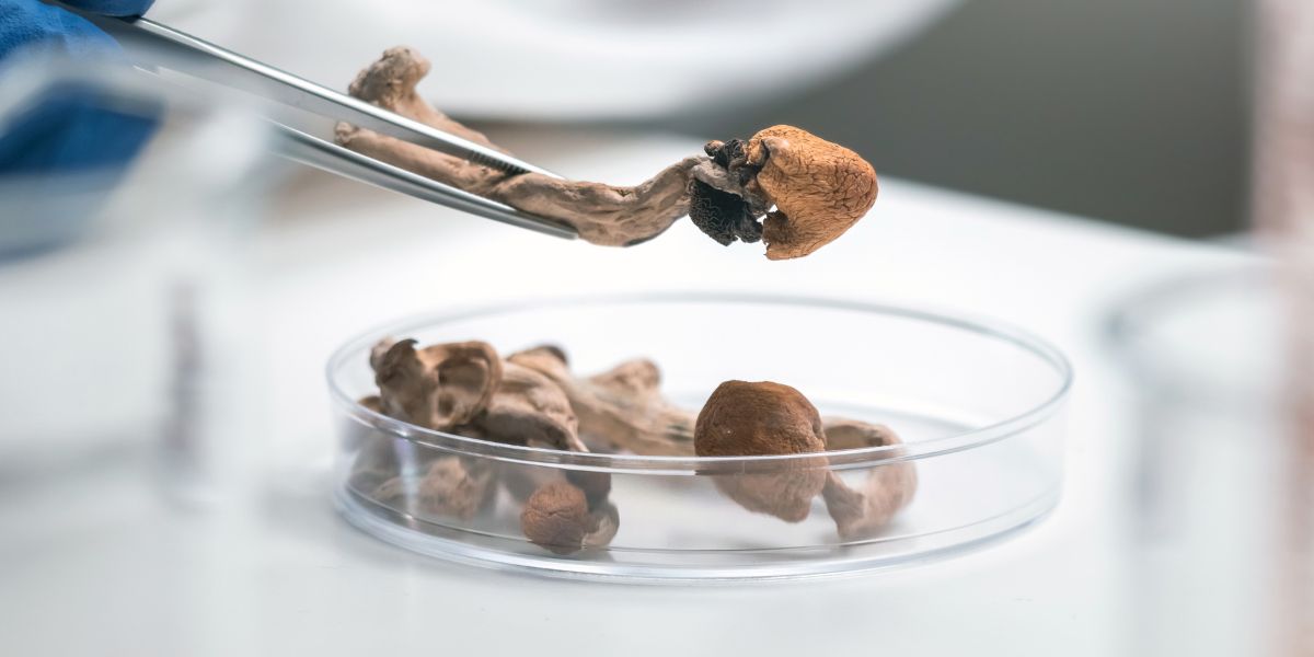 Champignons à psilocybine séchés manipulés à la pince dans une boîte de Petri, contrôle qualité pour microdosage