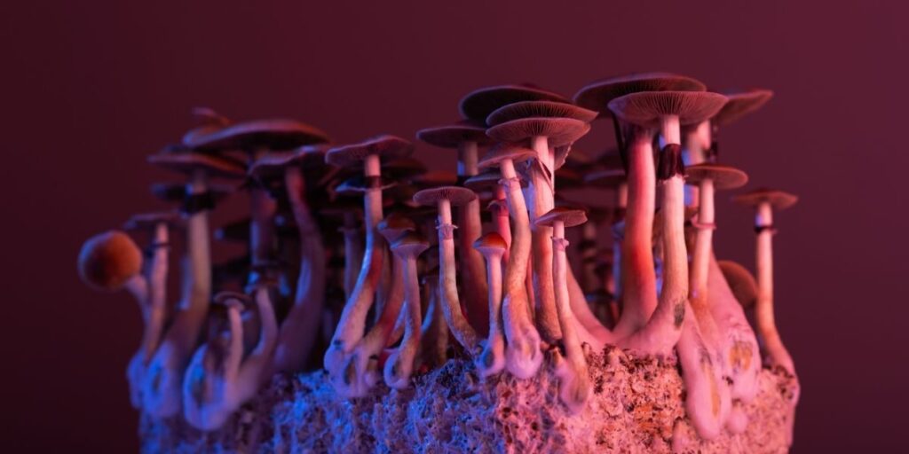 Champignons Psilocybe, utilisés pour illustrer les risques de la psilocybine sur la santé mentale et physique.