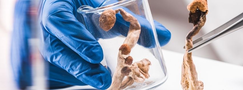 Image illustrant le dosage optimal de la psilocybine