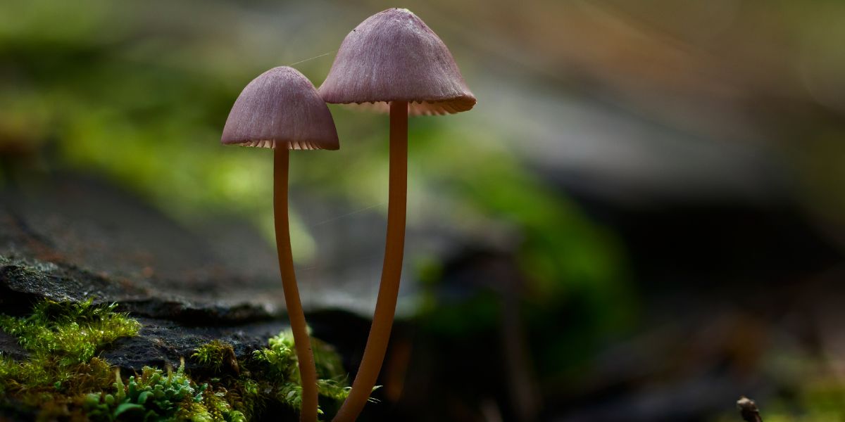 comprendre la réglementation truffes et d’identifier les zones où leur consommation est autorisée