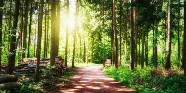 chemin en forêt illustrant la symbolique du dosage optimal un chemin adapté à soi