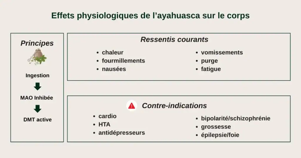Infographie des effets physiologiques et contre-indications de l’ayahuasca