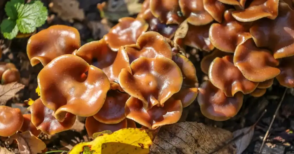 Psilocybe cyanescens sur copeaux de bois en France (photo d’illustration, identification et cadre légal à respecter)