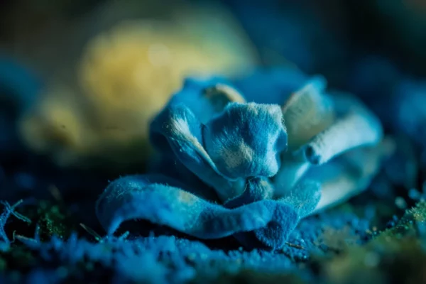 pratiques indigènes — Pratiques indigènes autour de l’ayahuasca : ce qui structure les cérémonies, la transmission et le