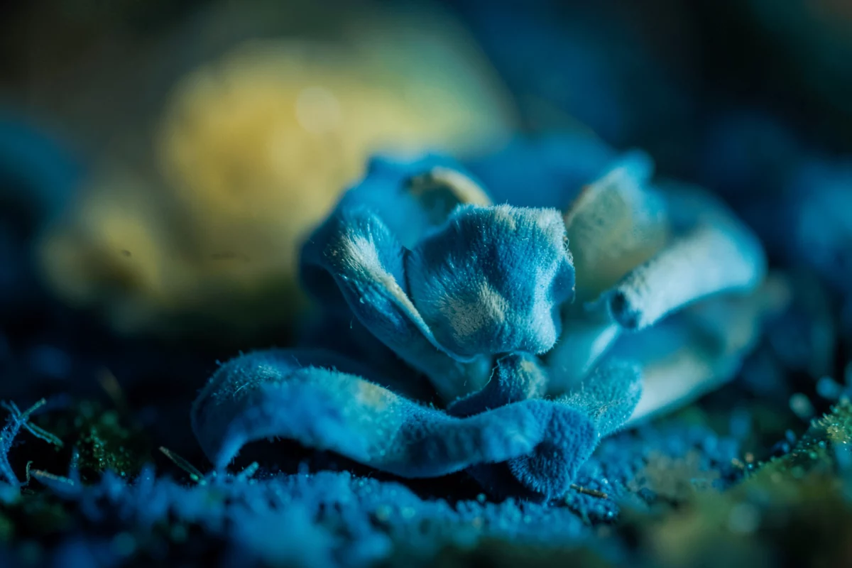 pratiques indigènes — Pratiques indigènes autour de l’ayahuasca : ce qui structure les cérémonies, la transmission et le